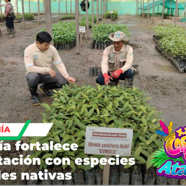 Supervisan traslado de plantones en Tahuanía para reforestación