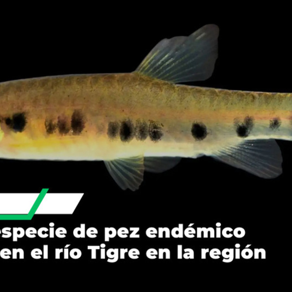 Científicos identifican nueva especie de pez en el río Tigre en Loreto