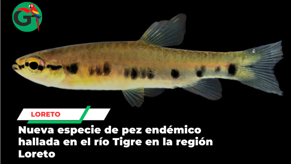 Científicos identifican nueva especie de pez en el río Tigre en Loreto