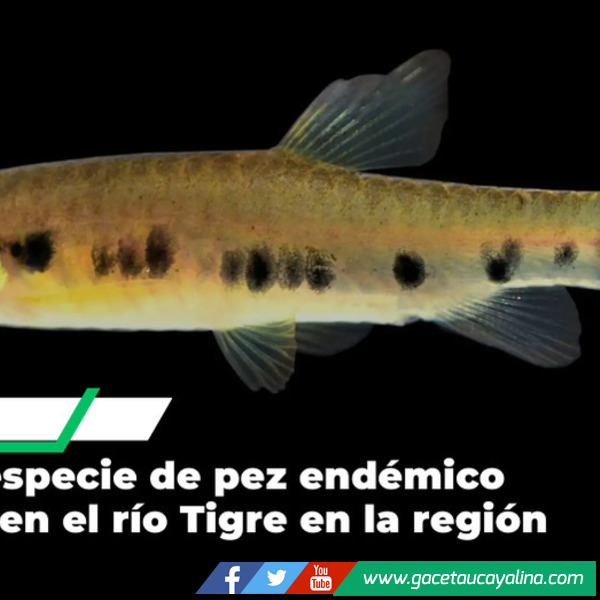 Científicos identifican nueva especie de pez en el río Tigre en Loreto