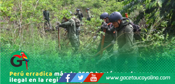 Gobierno supera meta y erradica coca ilegal en Ucayali