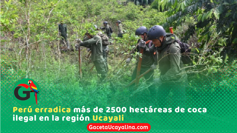 Gobierno supera meta y erradica coca ilegal en Ucayali