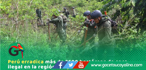 Gobierno supera meta y erradica coca ilegal en Ucayali