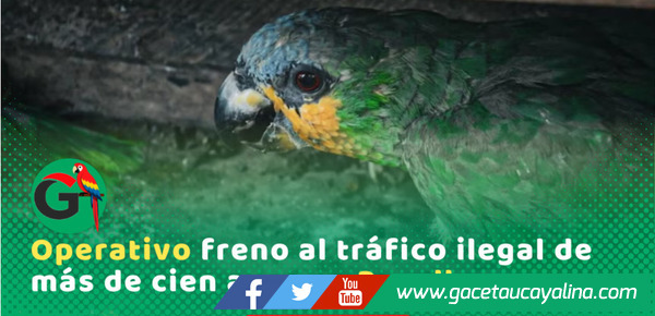 Autoridades rescatan ciento cinco aves silvestres en el puerto de Pucallpa