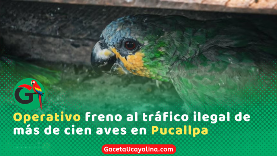 Autoridades rescatan ciento cinco aves silvestres en el puerto de Pucallpa