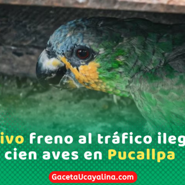 Autoridades rescatan ciento cinco aves silvestres en el puerto de Pucallpa
