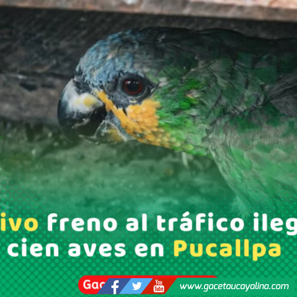 Autoridades rescatan ciento cinco aves silvestres en el puerto de Pucallpa