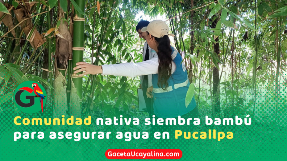 Comunidad Nativa siembra bambú para mejorar acceso y tratamiento del agua potable en Ucayali