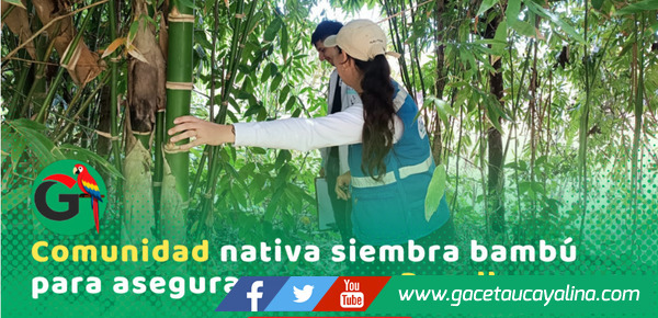 Comunidad Nativa siembra bambú para mejorar acceso y tratamiento del agua potable en Ucayali