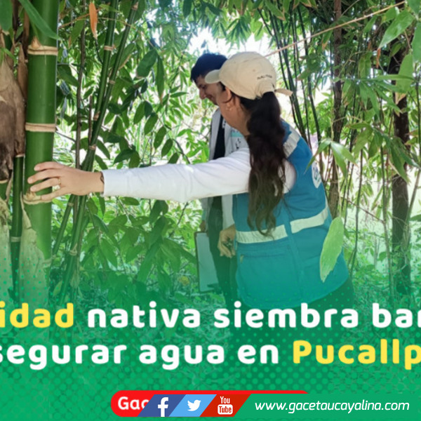 Comunidad Nativa siembra bambú para mejorar acceso y tratamiento del agua potable en Ucayali