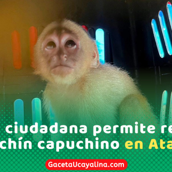 Rescataron un mono machín capuchino juvenil en distrito Raimondi Atalaya