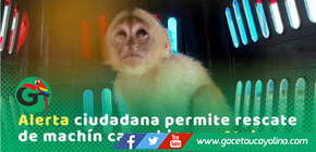 Rescataron un mono machín capuchino juvenil en distrito Raimondi Atalaya