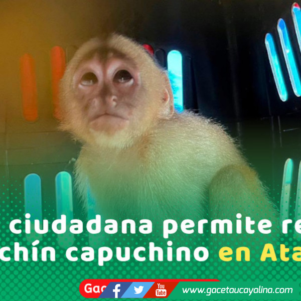 Rescataron un mono machín capuchino juvenil en distrito Raimondi Atalaya