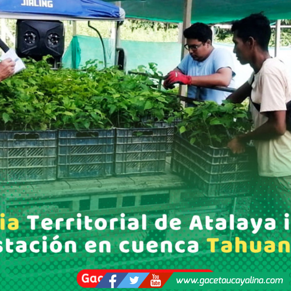 Gerencia Territorial de Atalaya impulsa reforestación en cuenca Tahuanía