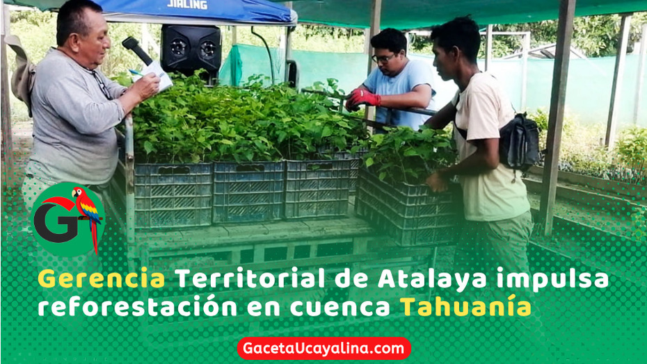 Gerencia Territorial de Atalaya impulsa reforestación en cuenca Tahuanía