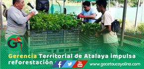Gerencia Territorial de Atalaya impulsa reforestación en cuenca Tahuanía