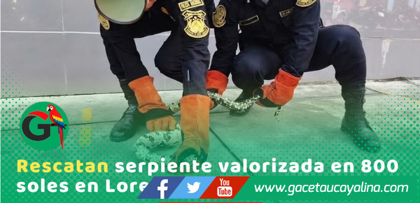 PNP rescata boa mantona en operativo contra tráfico ilegal
