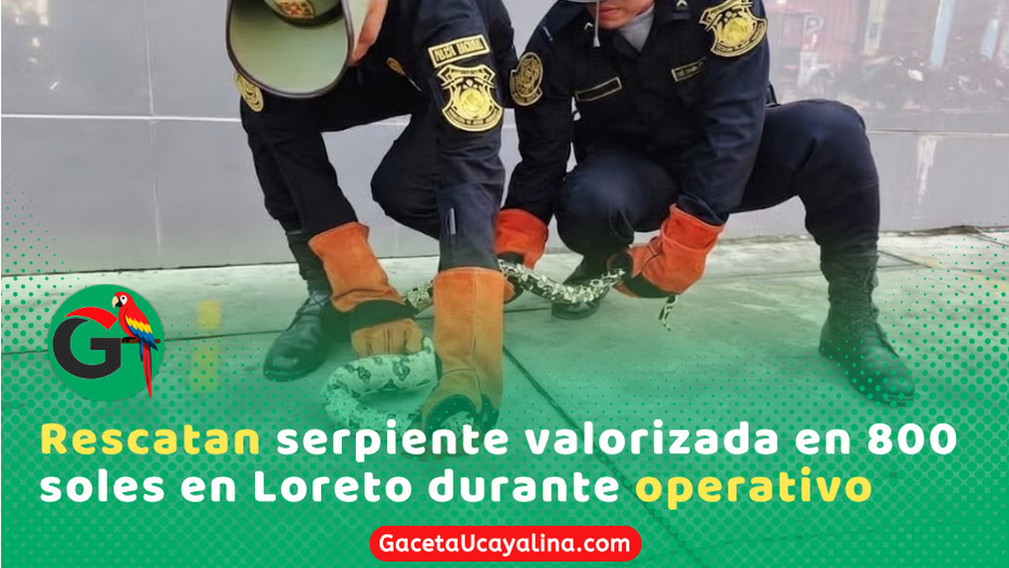 PNP rescata boa mantona en operativo contra tráfico ilegal