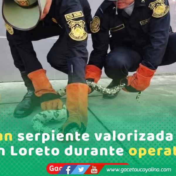 PNP rescata boa mantona en operativo contra tráfico ilegal